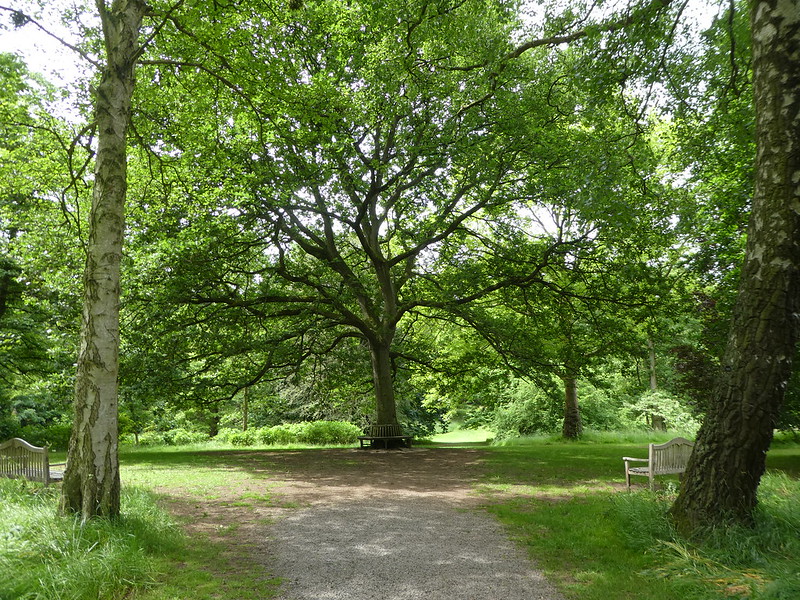Jubilee Oak, Thorp Perrow Arboretum 