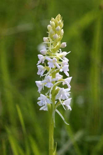 Common (Chalk) Fragrant Orchid Gymnadenia Conopsea var. albiflora