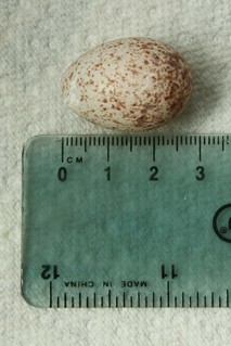 Bird's egg 1