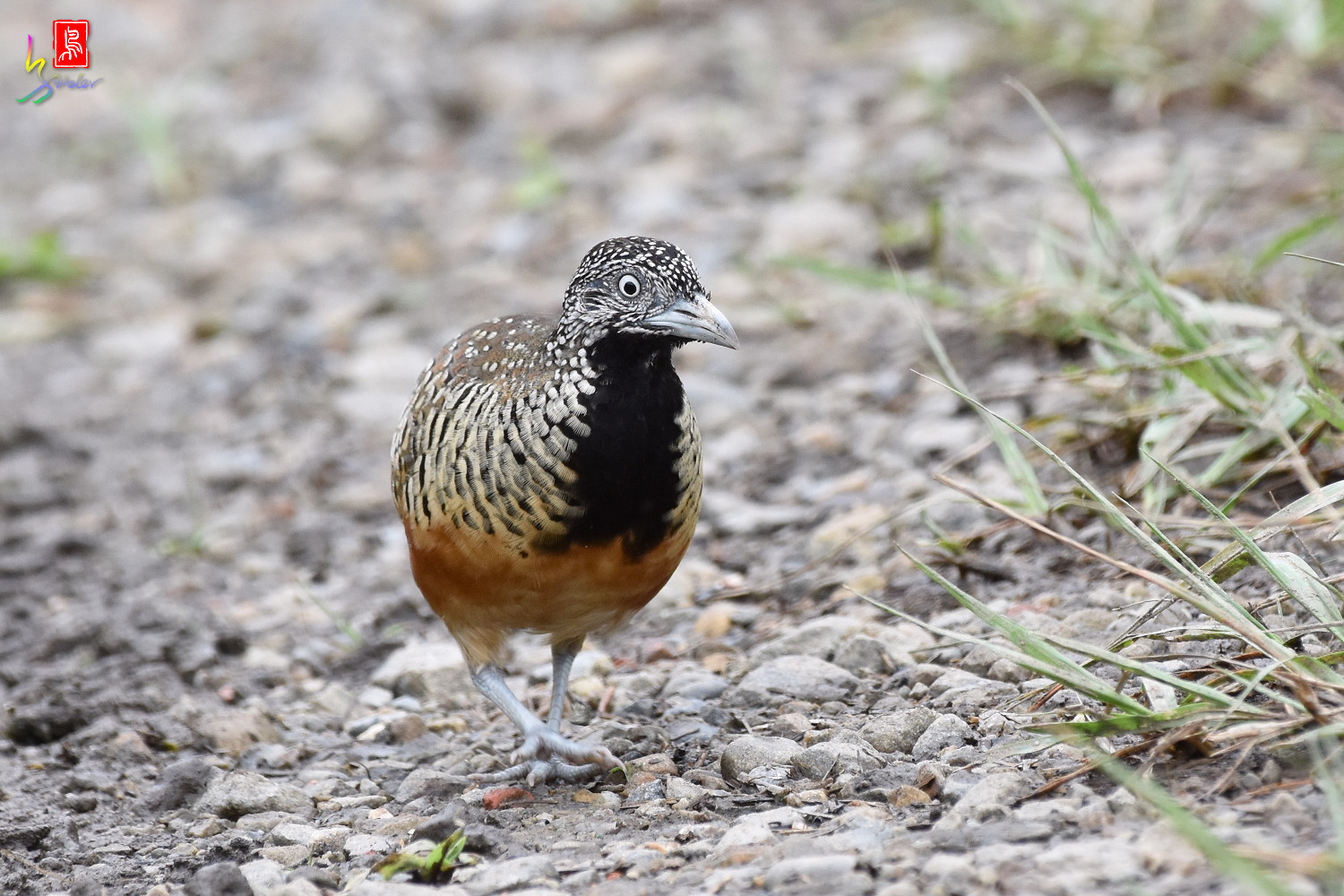 Barred_Buttonquail_5094