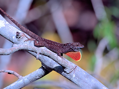 Brown Anole display 20180404