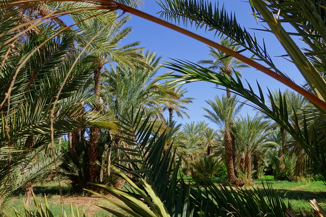 Valle del Draa por pista, Zagora, Dunas de Ait Isfoul. - Marruecos: Mil kasbahs y mil colores. De Marrakech al desierto. (2)
