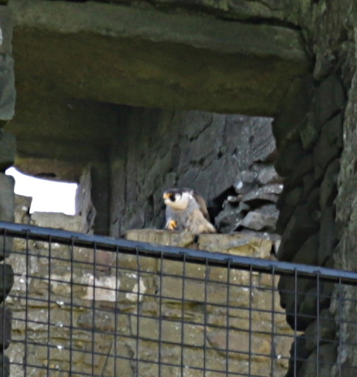 Peregrine Falcon nest, Threave Castle