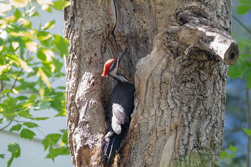 Pileated Woodpecker finding grubs in my box elder tree