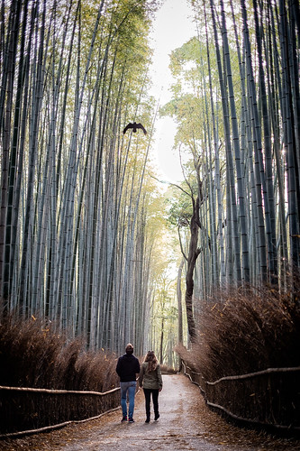 arashiyamabambooforest nature edited tourist mirrorless fujifilm kyoto sightseeing niksoftware colorefexpro4 nikcollectionbygoogle xf35mmf14 arashiyamabamboogrove wildlife viveza japan xpro1