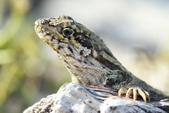 Leiocephalus carinatus, Northern curly-tailed lizard