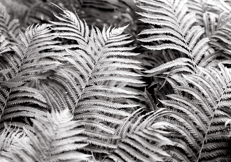 Patch of Ferns