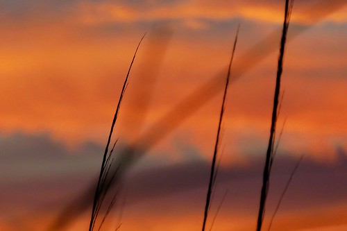 serenityprayer serenity serene peaceful black blue red sunset sky weeds beach