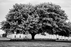 L-arbre - Photo of Tonnay-Charente