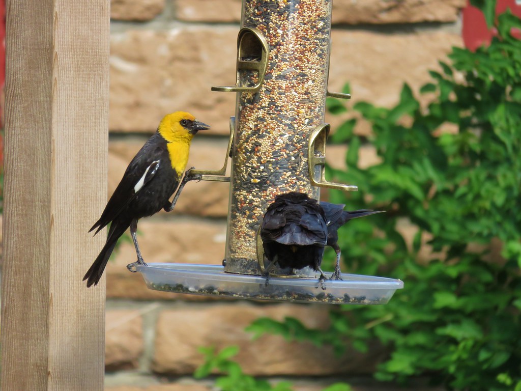 Yellow headed blackbirds
