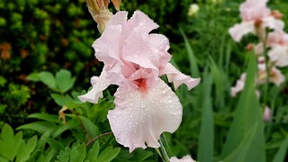 Rainy day iris