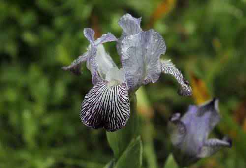 Iris variegata var. reginae (= Iris reginae) - Horvat 1947 41903147044_2965b4ea85