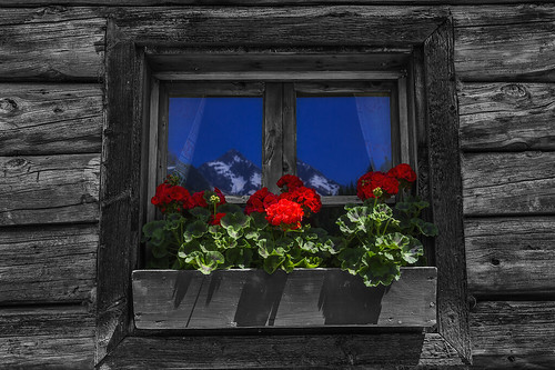 alp alpine mountain glass reflection sky window plant leaf leaves wood shed hut flower bloom geranium
