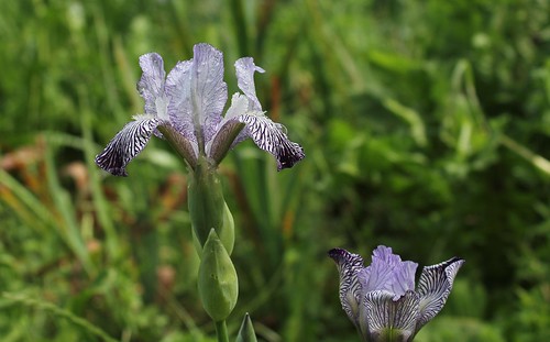 Iris variegata var. reginae (= Iris reginae) - Horvat 1947 42621635001_97841df529