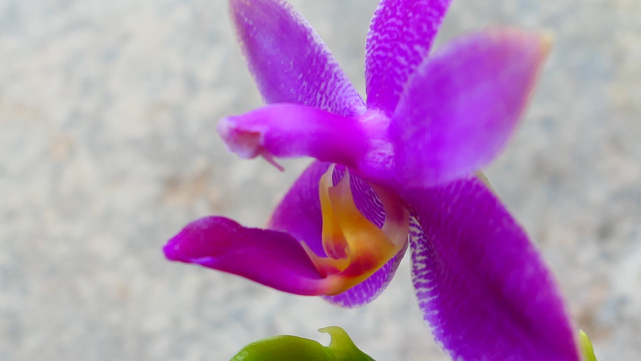 Phalaenopsis inconnu (étiquetté violacea ) 42734111341_1f25e3d007_k