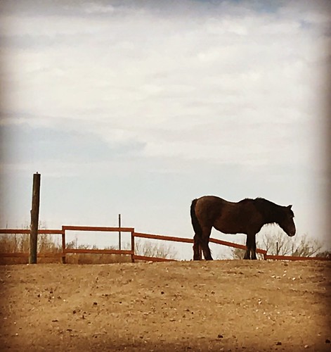 horse amarillo amarillotexas ranch cowboy western southwest texas springbreak march2018
