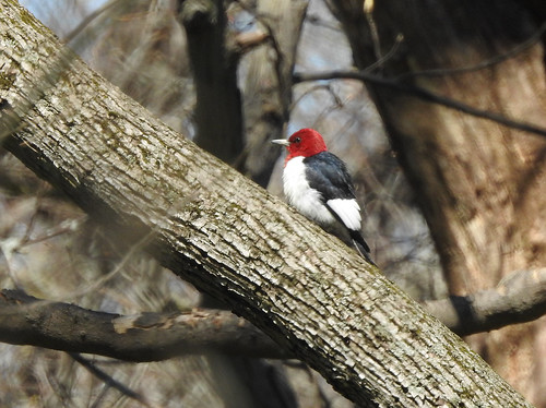 pointpelee bird redheadedwoodpecker lifer