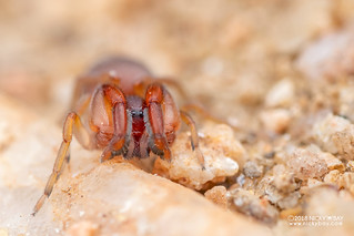 Palp-footed spider (Palpimanus sp.) - DSC_2579