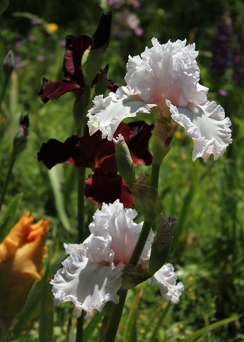 Iris ondulé frisé blanc rosé (neira) [identification en cours]  42487765032_cdcb3f26c0