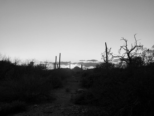 desertlandscape saguaro sunset