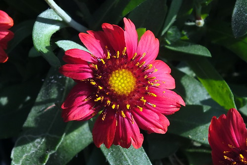 blanketflower gaillardiaaristata gaillardiaaristatamesared fujifilm macro closeup finepixhs30exr red fairfieldharbour northcarolina flower