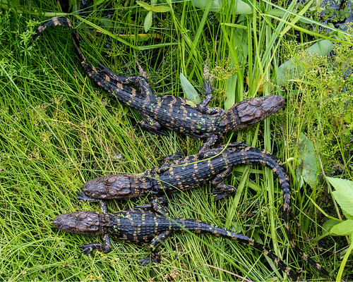 sweetwater wetlands park lily pad flower gainesville fl florida birds gators alligators baby wildlife