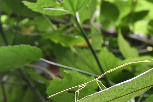 天溪園-竹節蟲