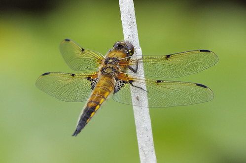 wild wildlife wickenfen nature nationaltrust fourspottedchaser dragonfly insect libellulaquadrimaculata