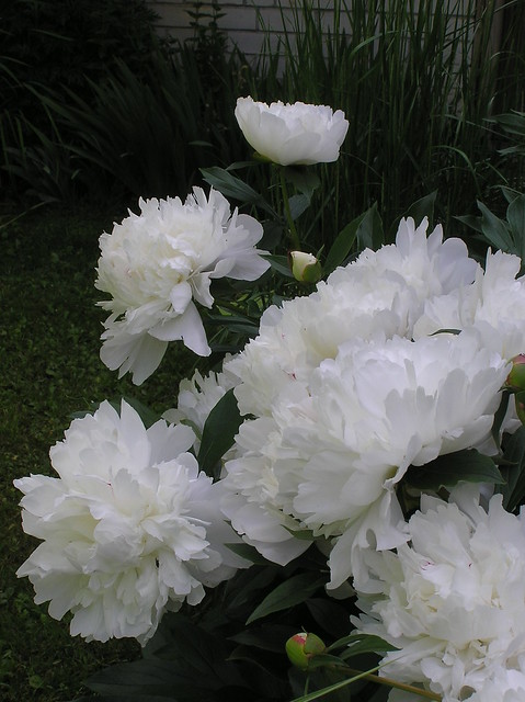 Paeonia lactiflora cv.