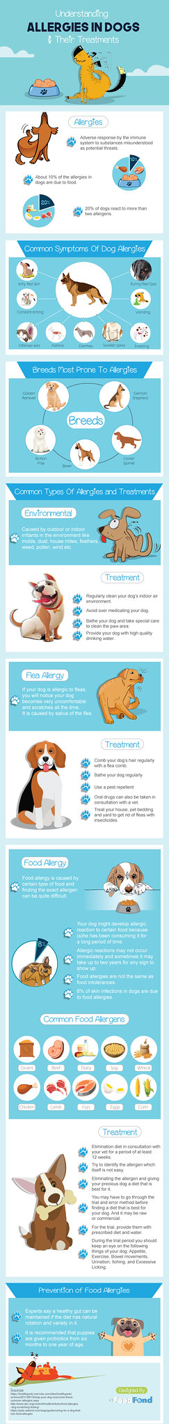 Understanding Allergies in Dogs & Their Treatments