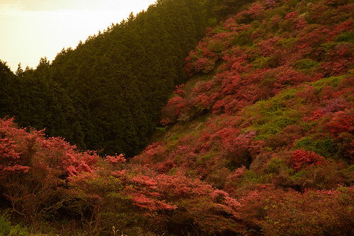 御所市 奈良県 japan flower 大和葛城山 山 mountain 夕景 sunset