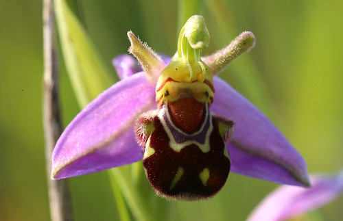 Bee Orchid Ophrys apifera