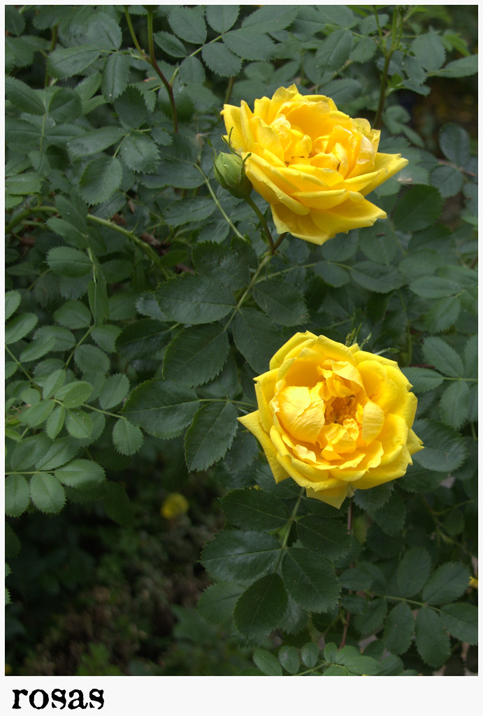 Rosas amarillas