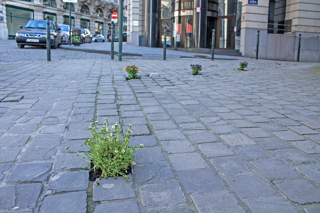 Curiosità su Bruxelles: fiori nelle buche.