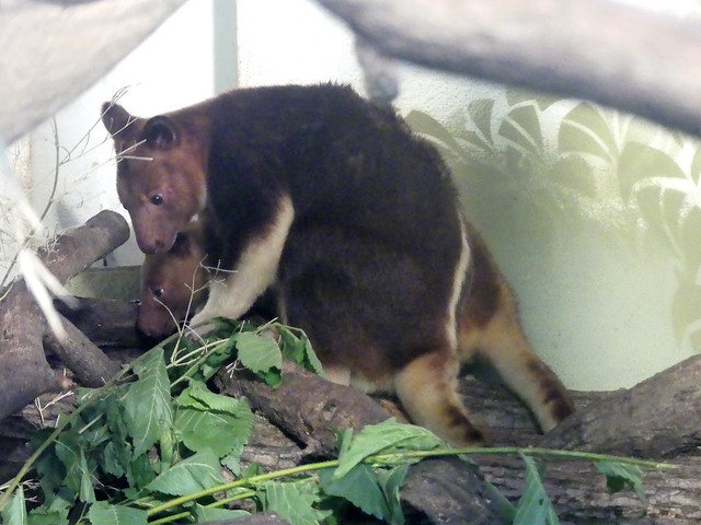 Baumkänguru, Zoo Frankfurt