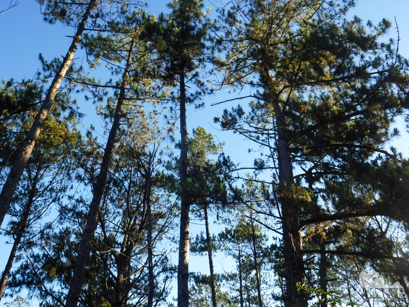 Majestic pine trees