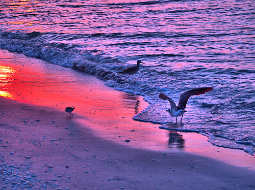 Shorebirds at sunrise 20180405