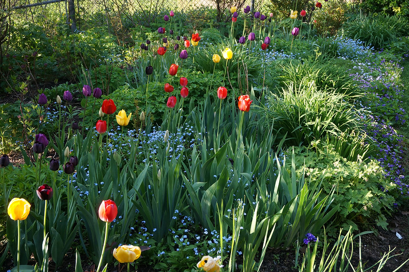 garden in May 2018-04