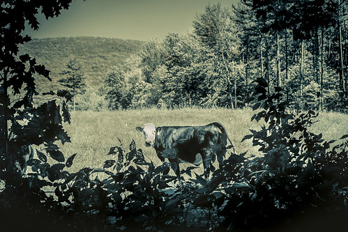 cow pasture sunny day landscape leaves gradient vinette forest canon canon70d newengland farm farming