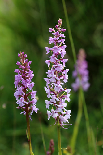 Common (Chalk) Fragrant Orchid Gymnadenia Conopsea