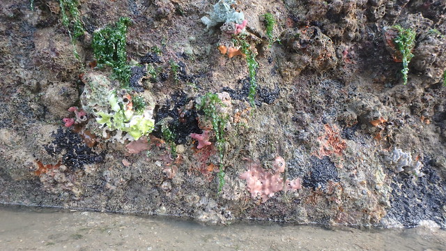 Various marine life on rocks of Pulau Sekudu, Jun 2018