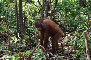 Orangutan of the Month Allisson Orangutan Foundation International