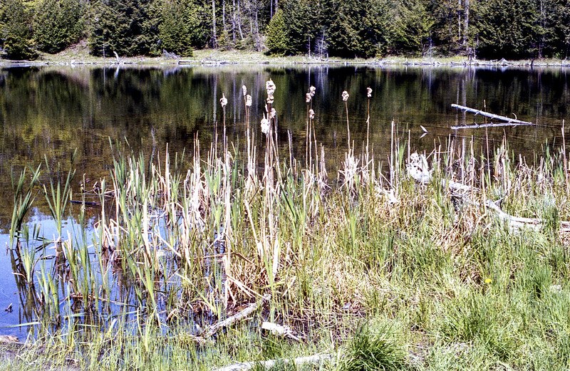 Carsten Lake Willows