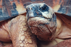 Tortoise Portrait