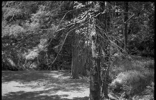 forest trees speckledlight communityparkatcraggypark westasheville northcarolina fed4 aristaedu200 ilfordilfosol3developer industar26 35mm 35mmfilm film soviet rangefinder blackandwhite monochrome monochromatic landscape