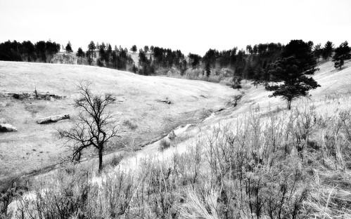 azimuth169 blackwhite blackhills capturenx2edited cloudy coldspringcreek colorefexpro creek evergreentrees evergreens grassyarea grassyfield grassymeadow greatplains hillsideoftrees ideasigotfromothers landscape lookingsouth lookoutpointtrail lookouttrail meadows minimalist mountains mountainsindistance mountainsoffindistance nature nikond800e northamericaplains outside overcast overcastwithclouds pahásápa ponderosapines portfolio project365 rollinghillsides southernblackhills trees washunniya windcavenationalpark southdakota unitedstates