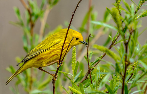 ‏bird yellowwarbler pointpeleenationalpark ontario flickrunitedaward