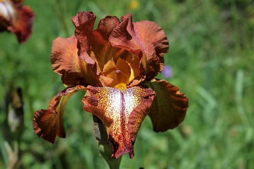 Iris 'Cayenne Capers' - James Gibson 1959 28515804308_1a7ed16283