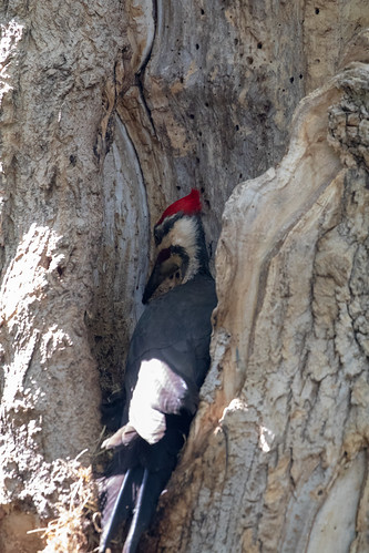 Pileated Woodpecker finding grubs in my box elder tree