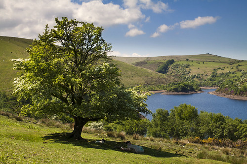 meldonreservoir dartmoor nationalpark uk lake water reservoir meldon hawthorntree moorland sheep resting picnic sunny sunshine bankholidayweekend may canon eos50d tamron 1750mm grass whiteclouds puffy landscape island inbloom flowering nature outdoors rhododendrons tor hill shadow gorse shade scenicview devon